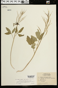 Cardamine angustata image