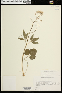 Cardamine angustata image