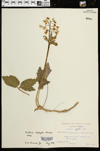 Cardamine diphylla image