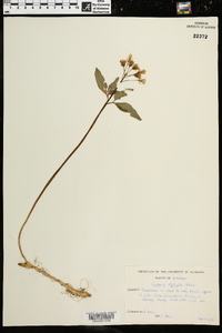 Cardamine diphylla image