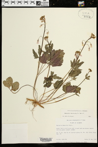 Cardamine angustata image