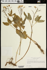 Cardamine diphylla image