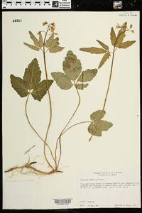 Cardamine diphylla image