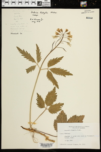 Cardamine diphylla image