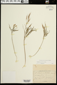 Cardamine dissecta image