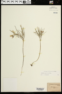 Cardamine dissecta image