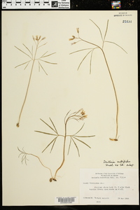 Cardamine dissecta image