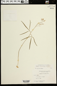 Cardamine dissecta image