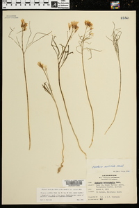 Cardamine dissecta image