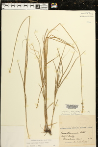 Carex reniformis image