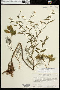 Neobeckia aquatica image