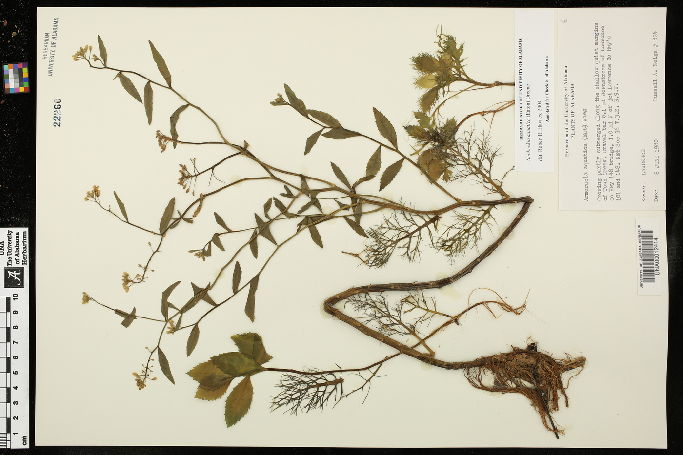 Neobeckia aquatica image