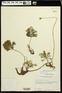 Neobeckia aquatica image