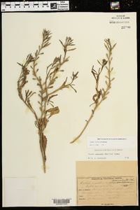 Cakile constricta image