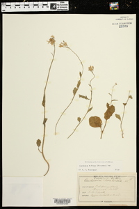 Cardamine bulbosa image