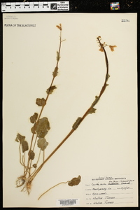 Cardamine bulbosa image