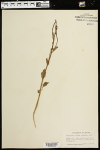 Cardamine bulbosa image