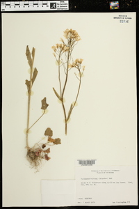 Cardamine bulbosa image