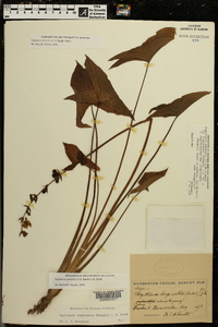 Sagittaria australis image