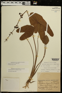 Sagittaria australis image