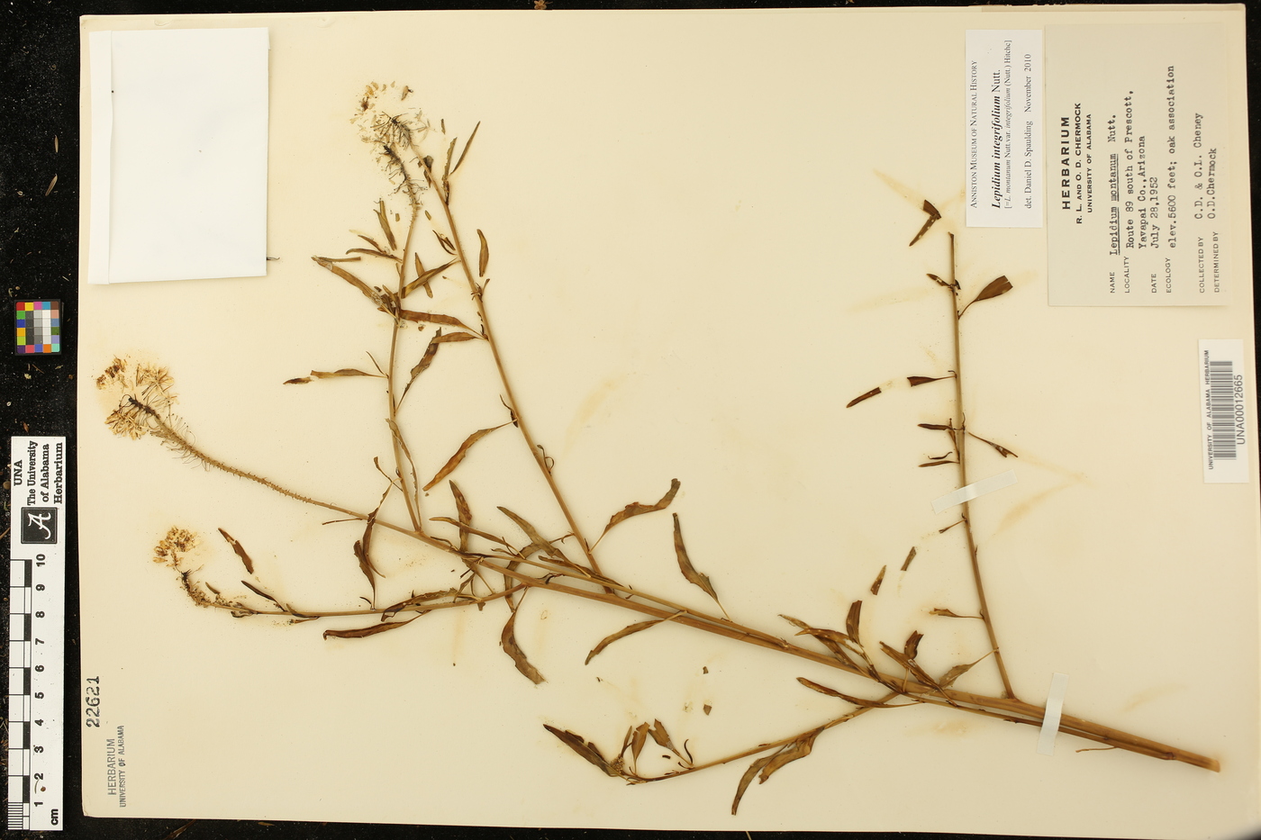 Lepidium integrifolium image