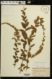 Solidago rugosa subsp. aspera image