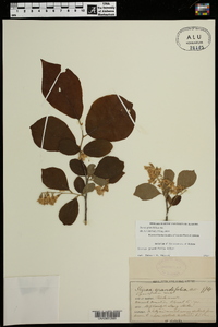 Styrax grandifolius image