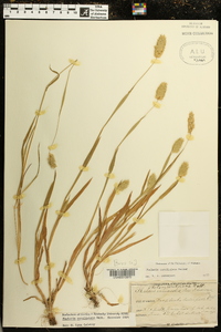 Phalaris caroliniana image