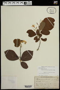 Styrax grandifolius image