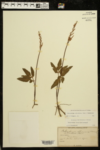 Sceptridium biternatum image