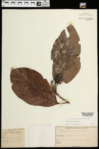 Magnolia acuminata image