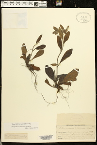 Lithospermum tuberosum image