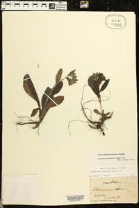 Lithospermum tuberosum image