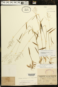 Dichanthelium dichotomum subsp. dichotomum image