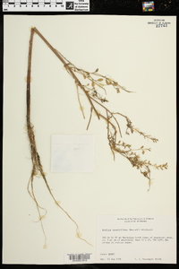 Rorippa sessiliflora image