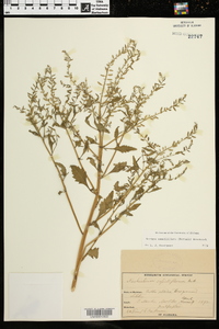 Rorippa sessiliflora image