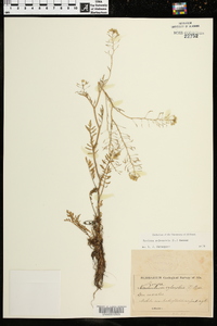 Rorippa sylvestris image