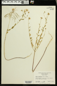 Warea cuneifolia image