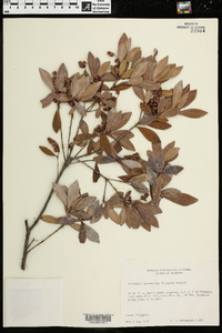 Cliftonia monophylla image