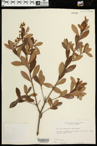 Cliftonia monophylla image