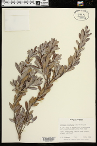 Cliftonia monophylla image