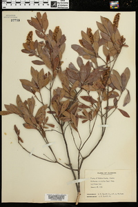 Cliftonia monophylla image