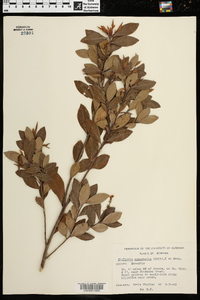 Cliftonia monophylla image