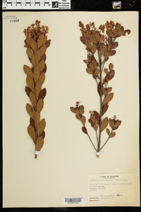 Cliftonia monophylla image