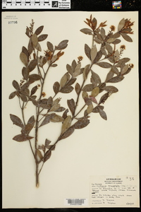 Cliftonia monophylla image