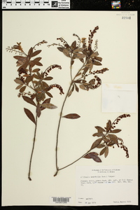 Cliftonia monophylla image