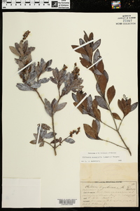 Cliftonia monophylla image