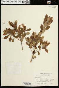 Cliftonia monophylla image