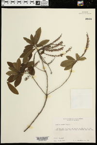 Cyrilla racemiflora image