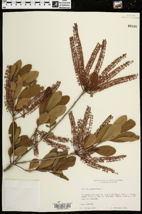 Cyrilla racemiflora image